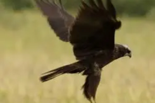 Marsh Harrier in flight [Photograph by Mohanram R. Kemparaju]